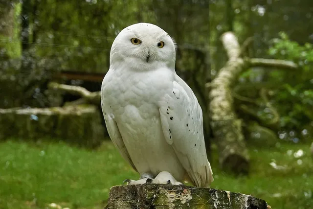 Owl-o-Women