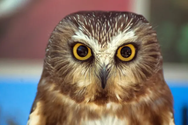 Owl-o-Women